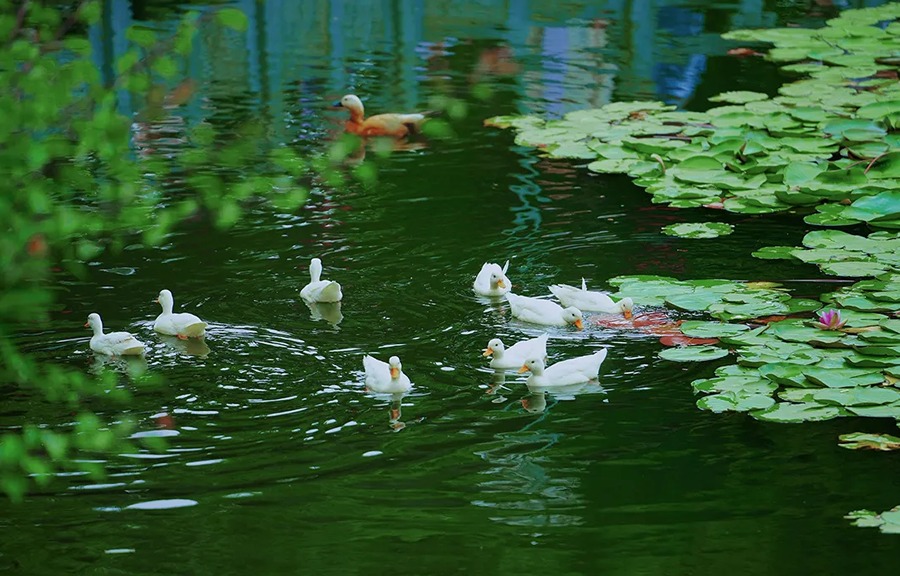 永泉小镇图片