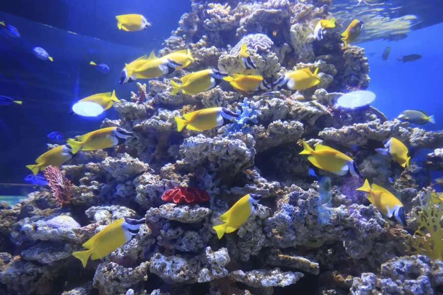 长沙湘江海洋王国图片