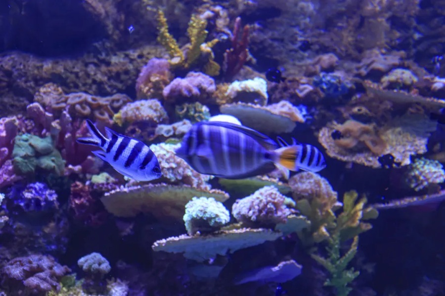 长沙湘江海洋王国图片