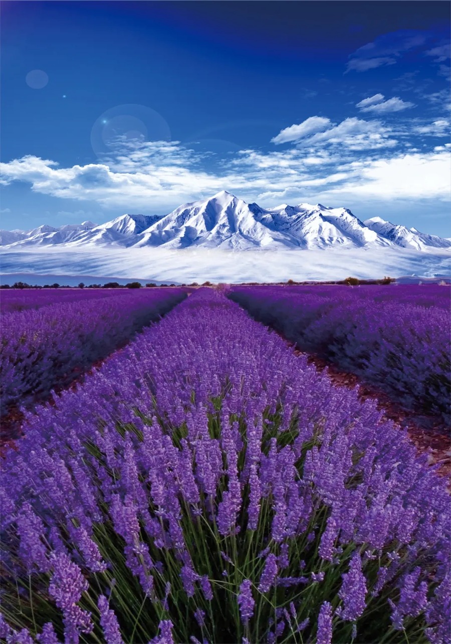 伊犁天山花海景区图片