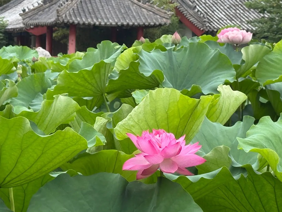 铁塔景区图片