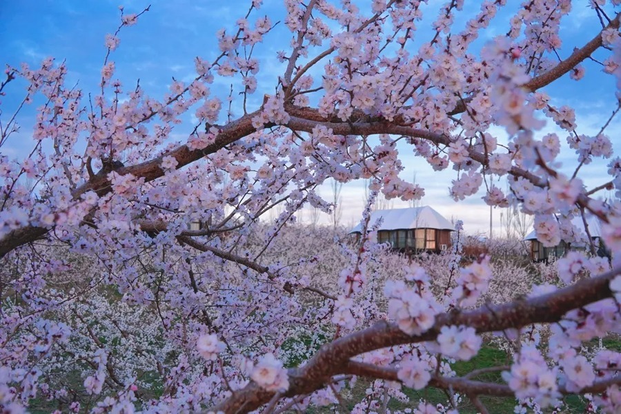 伊犁天山花海景区图片
