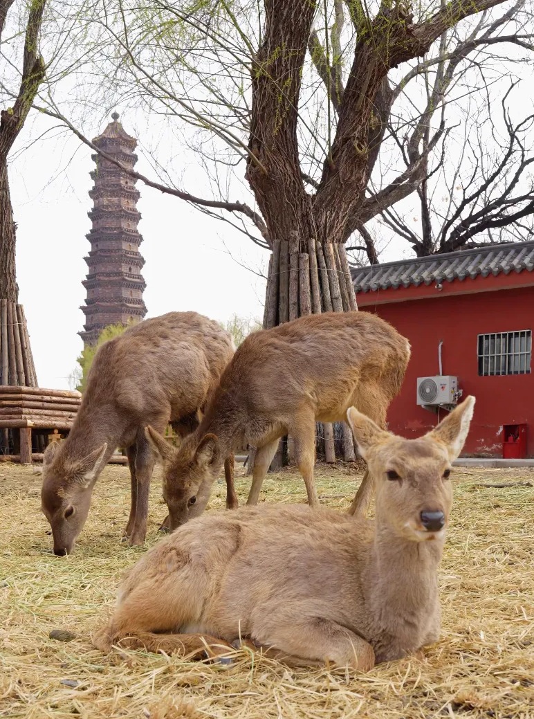 铁塔景区图片