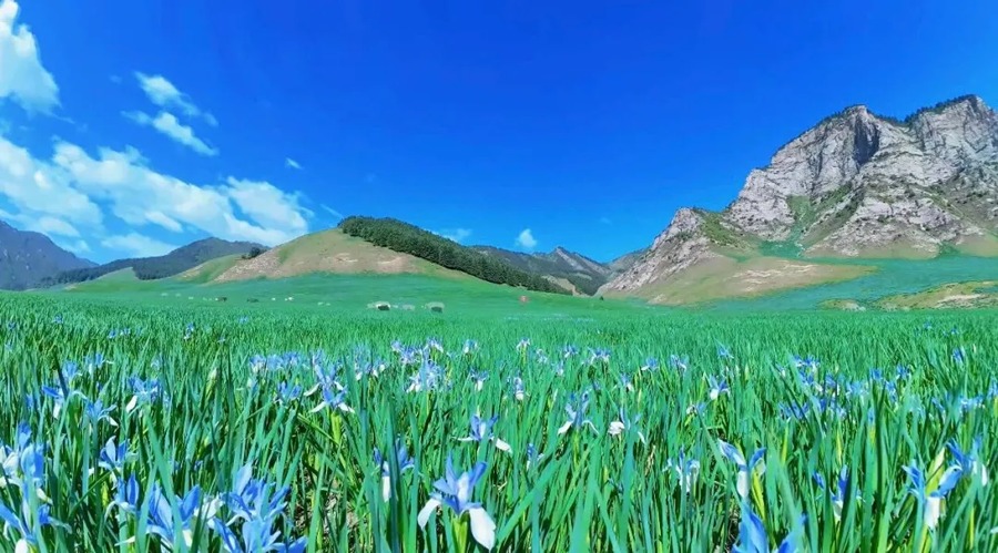 祁连山冰沟河景区图片