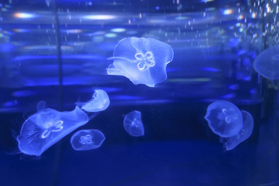 长沙湘江海洋王国图片
