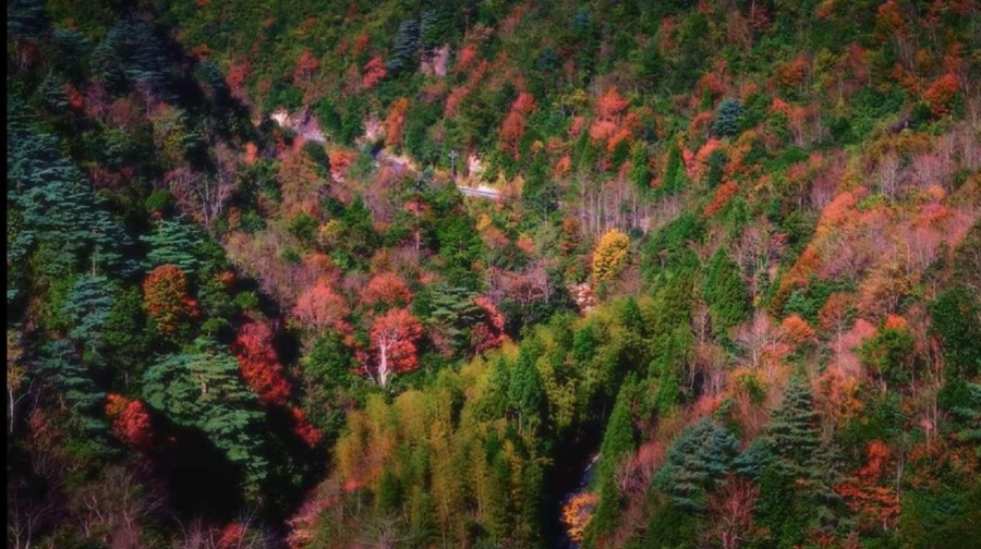 莽山旅游区国家森林公园图片